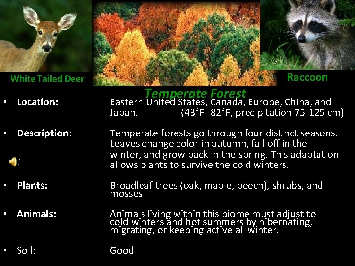 Raccoon White Tailed Deer Temperate Forest • Location: Eastern United States, Canada, Europe, China,