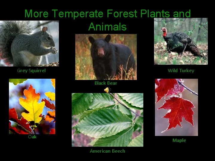 More Temperate Forest Plants and Animals Grey Squirrel Wild Turkey Black Bear Oak Maple