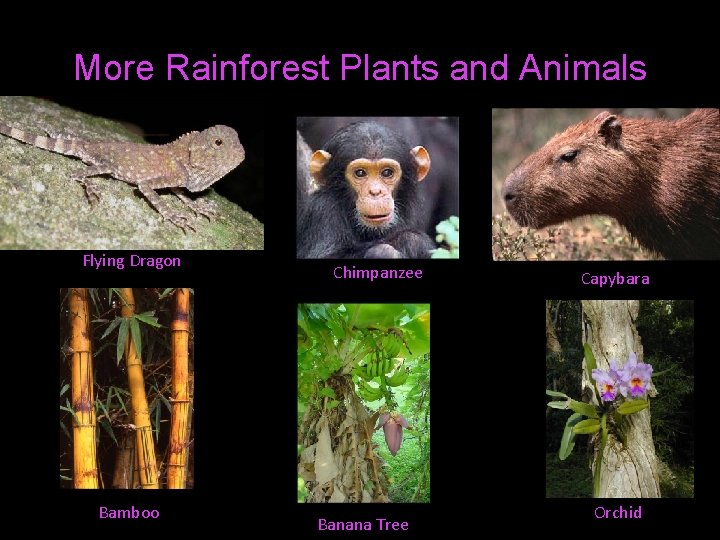 More Rainforest Plants and Animals Flying Dragon Bamboo Chimpanzee Banana Tree Capybara Orchid 