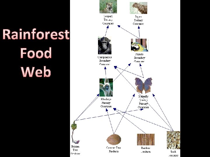 Rainforest Food Web 