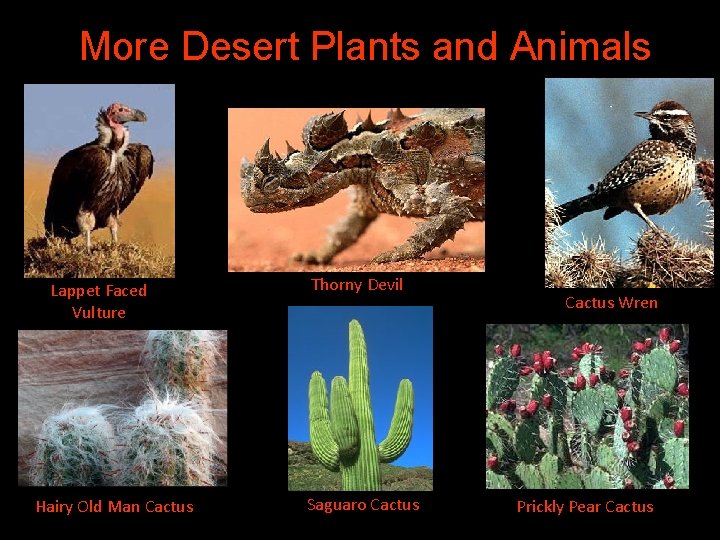 More Desert Plants and Animals Lappet Faced Vulture Hairy Old Man Cactus Thorny Devil