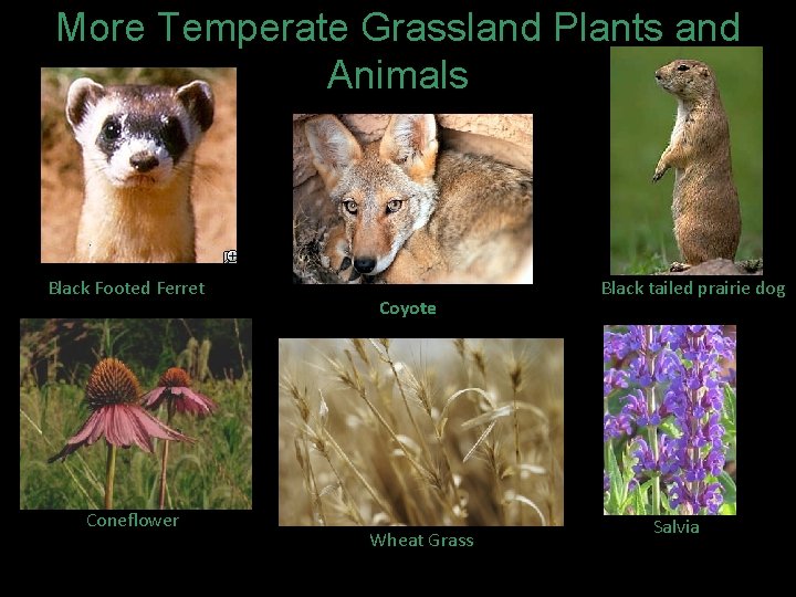 More Temperate Grassland Plants and Animals Black Footed Ferret Coneflower Coyote Wheat Grass Black