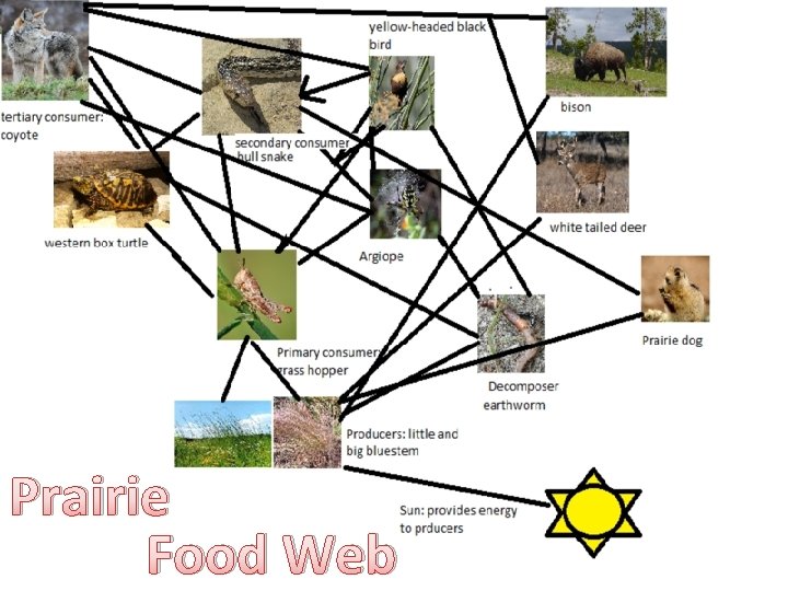 Prairie Food Web 