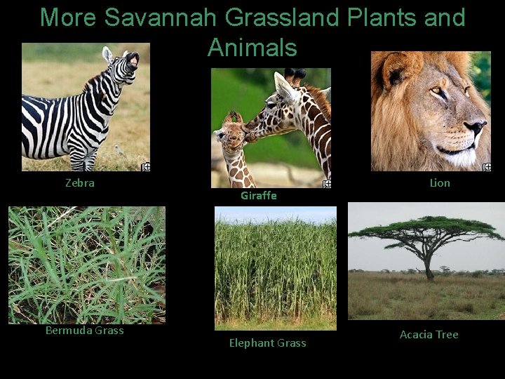 More Savannah Grassland Plants and Animals Zebra Bermuda Grass Giraffe Elephant Grass Lion Acacia