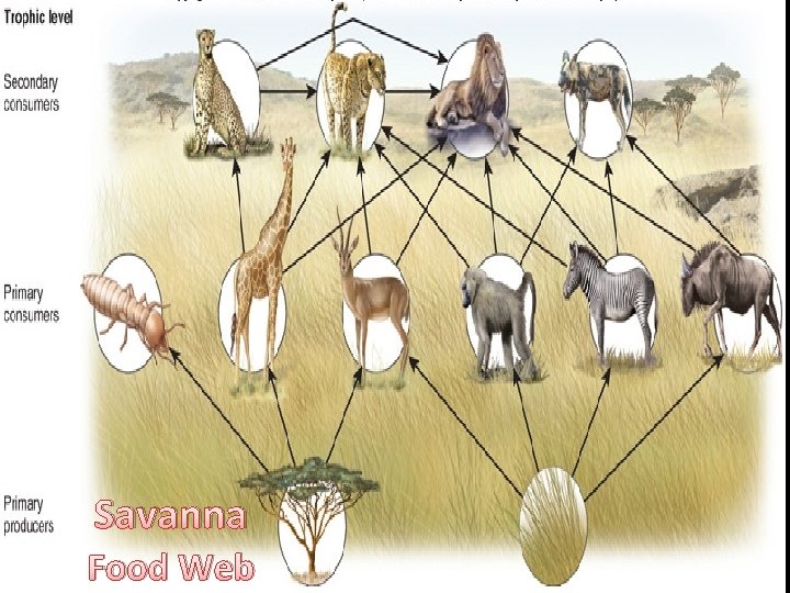 Savanna Food Web 