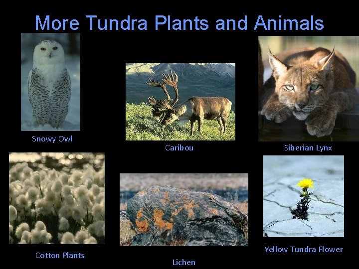 More Tundra Plants and Animals Snowy Owl Cotton Plants Caribou Siberian Lynx Yellow Tundra