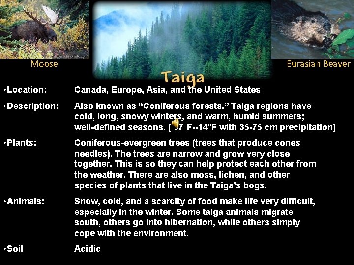 Moose Eurasian Beaver • Location: Canada, Europe, Asia, and the United States • Description: