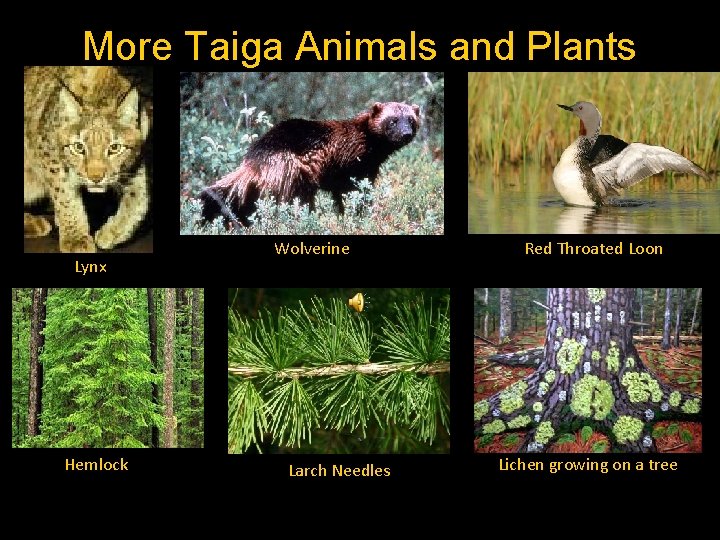 More Taiga Animals and Plants Lynx Hemlock Wolverine Larch Needles Red Throated Loon Lichen