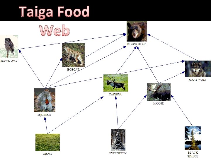 Taiga Food Web 