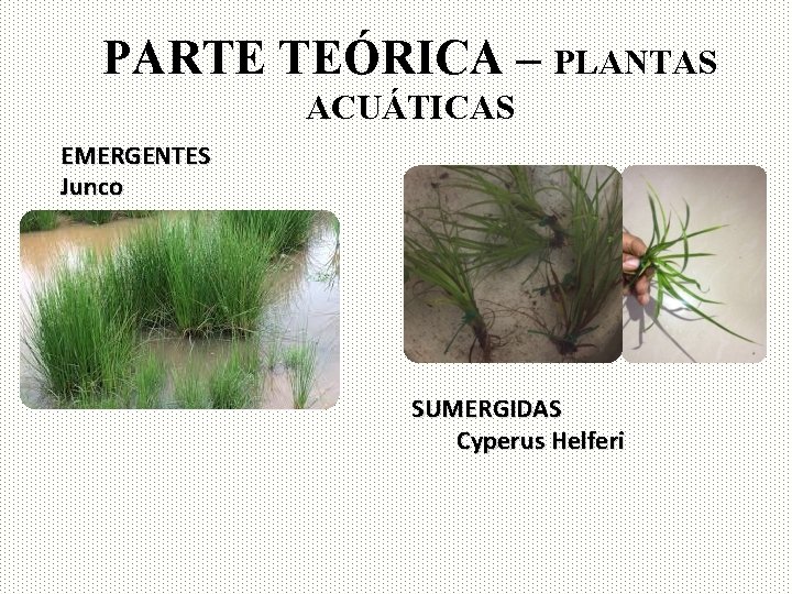 PARTE TEÓRICA – PLANTAS ACUÁTICAS EMERGENTES Junco SUMERGIDAS Cyperus Helferi 