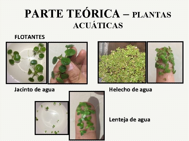 PARTE TEÓRICA – PLANTAS ACUÁTICAS FLOTANTES Jacinto de agua Helecho de agua Lenteja de