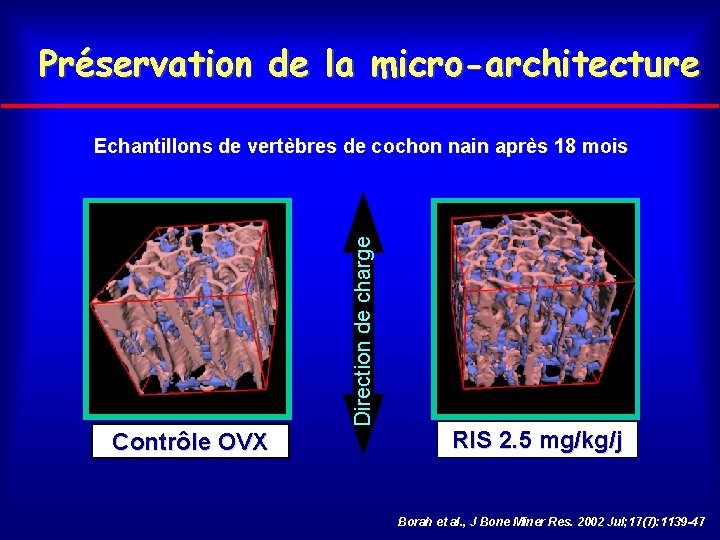 Préservation de la micro-architecture Direction de charge Echantillons de vertèbres de cochon nain après