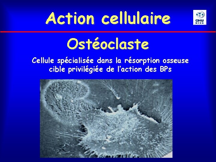 Action cellulaire Ostéoclaste Cellule spécialisée dans la résorption osseuse cible privilégiée de l’action des