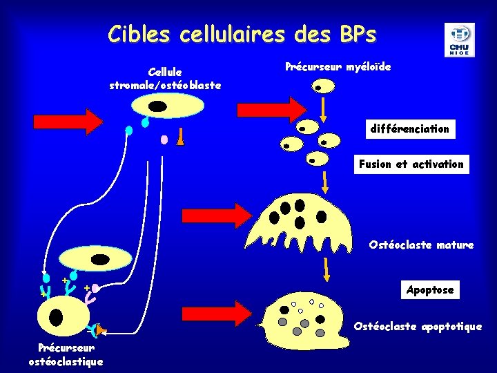 Cibles cellulaires des BPs Cellule stromale/ostéoblaste Précurseur myéloïde différenciation Fusion et activation Ostéoclaste mature