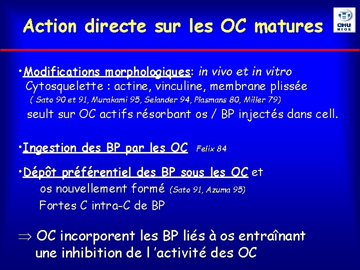 Action directe sur les OC matures • Modifications morphologiques: in vivo et in vitro