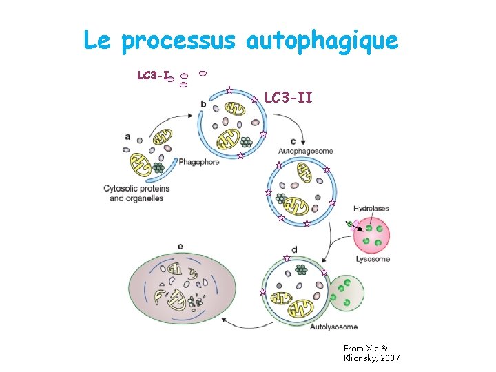 Le processus autophagique LC 3 -II From Xie & Klionsky, 2007 