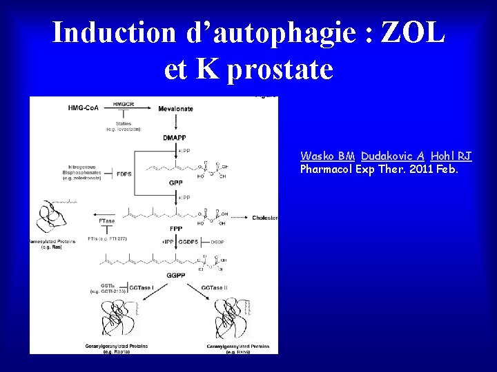 Induction d’autophagie : ZOL et K prostate Wasko BM, Dudakovic A, Hohl RJ Pharmacol