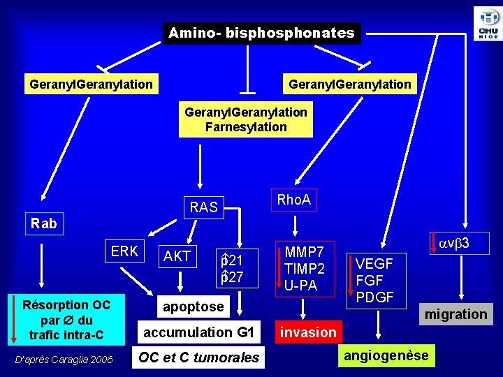 Amino- bisphonates Geranylation Farnesylation Rho. A RAS Rab ERK AKT 21 p p 27