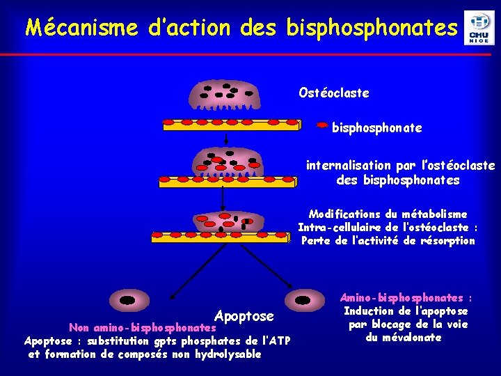 Mécanisme d’action des bisphonates Ostéoclaste bisphonate internalisation par l’ostéoclaste des bisphonates Modifications du métabolisme