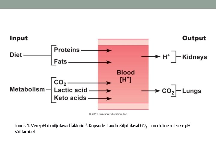 Joonis 1. Vere p. H-d mõjutavad faktorid 2. Kopsude kaudu väljutataval CO 2–l on