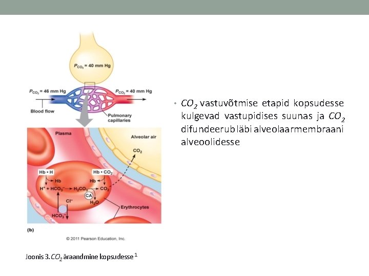  • CO 2 vastuvõtmise etapid kopsudesse kulgevad vastupidises suunas ja CO 2 difundeerub