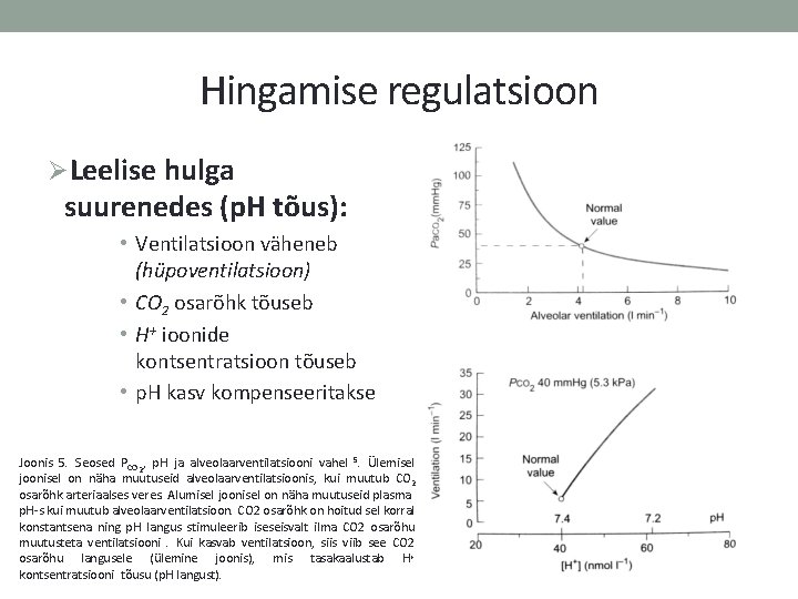 Hingamise regulatsioon ØLeelise hulga suurenedes (p. H tõus): • Ventilatsioon väheneb (hüpoventilatsioon) • CO