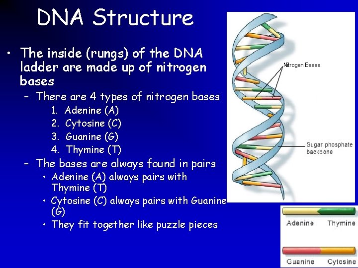 DNA Structure • The inside (rungs) of the DNA ladder are made up of