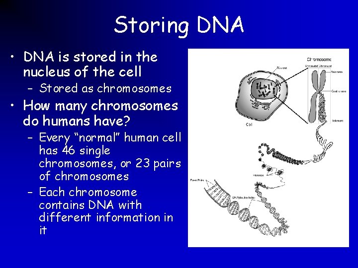 Storing DNA • DNA is stored in the nucleus of the cell – Stored