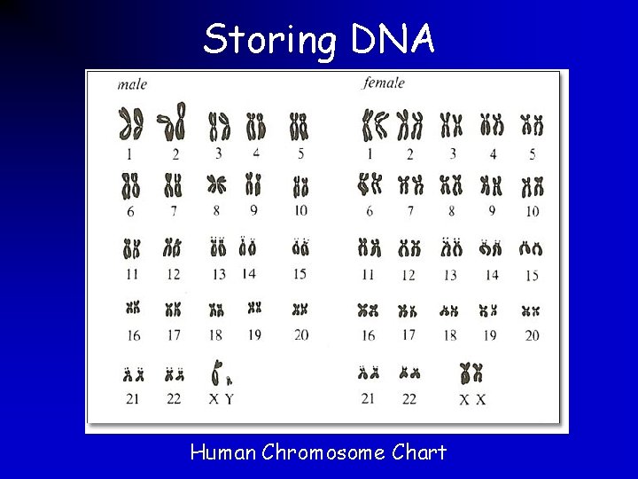 Storing DNA Human Chromosome Chart 