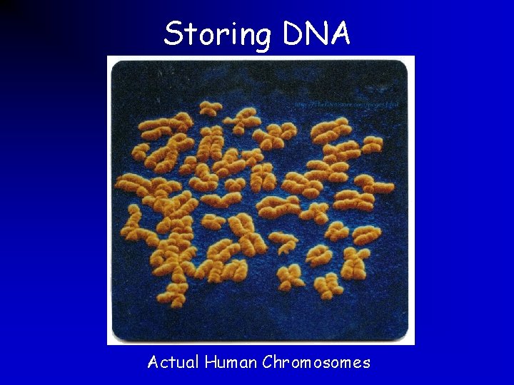 Storing DNA Actual Human Chromosomes 