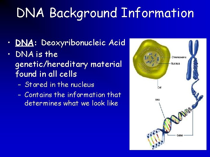 DNA Background Information • DNA: Deoxyribonucleic Acid • DNA is the genetic/hereditary material found