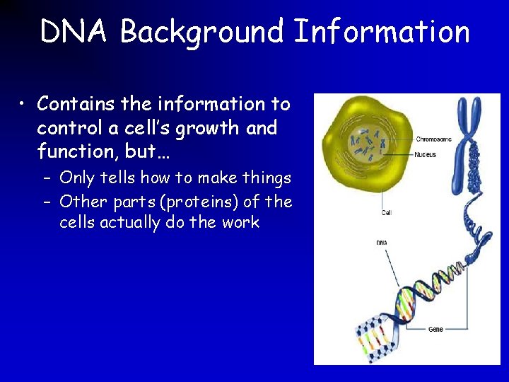 DNA Background Information • Contains the information to control a cell’s growth and function,