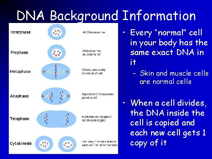DNA Background Information • Every “normal” cell in your body has the same exact