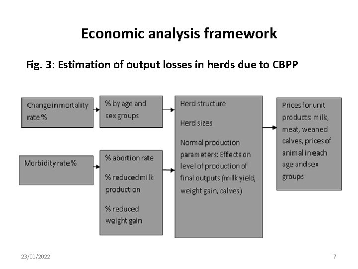 Economic analysis framework Fig. 3: Estimation of output losses in herds due to CBPP