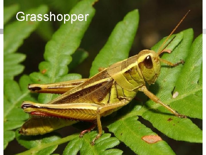 Grasshopper 