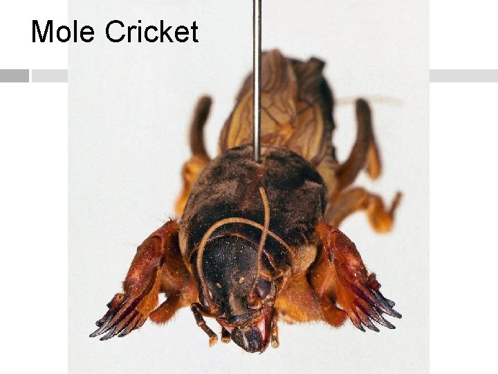 Mole Cricket 