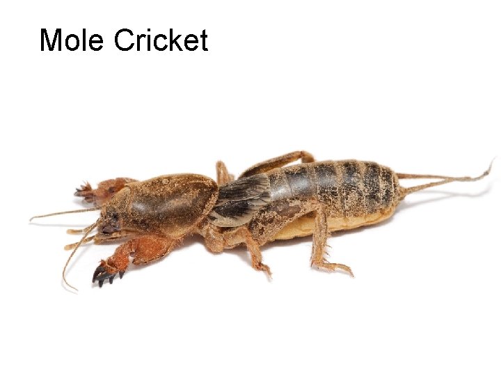 Mole Cricket 