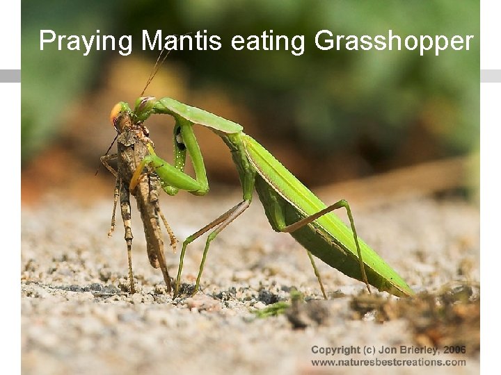 Praying Mantis eating Grasshopper 