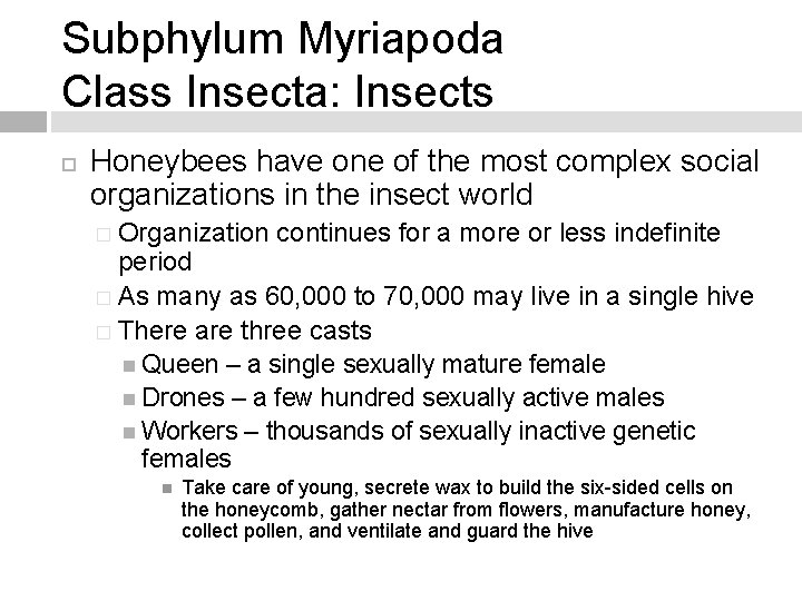 Subphylum Myriapoda Class Insecta: Insects Honeybees have one of the most complex social organizations