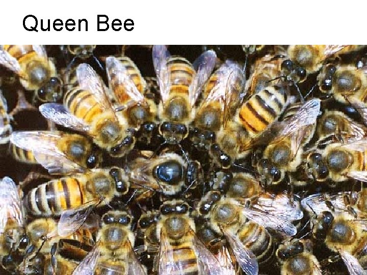 Queen Bee 