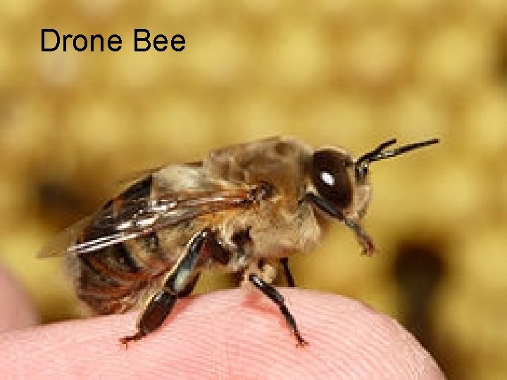 Drone Bee 