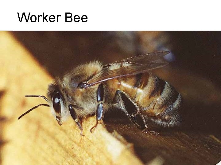 Worker Bee 