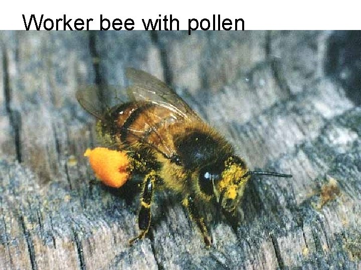 Worker bee with pollen 