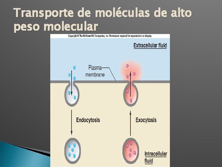 Transporte de moléculas de alto peso molecular 