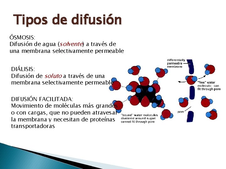 Tipos de difusión ÓSMOSIS: Difusión de agua (solvente) a través de una membrana selectivamente Tipos de difusión ÓSMOSIS: Difusión de agua (solvente) a través de una membrana selectivamente