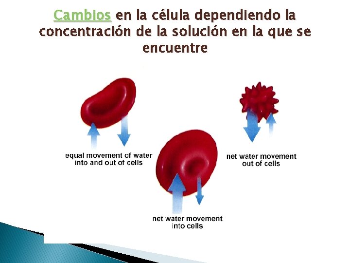 Cambios en la célula dependiendo la concentración de la solución en la que se Cambios en la célula dependiendo la concentración de la solución en la que se
