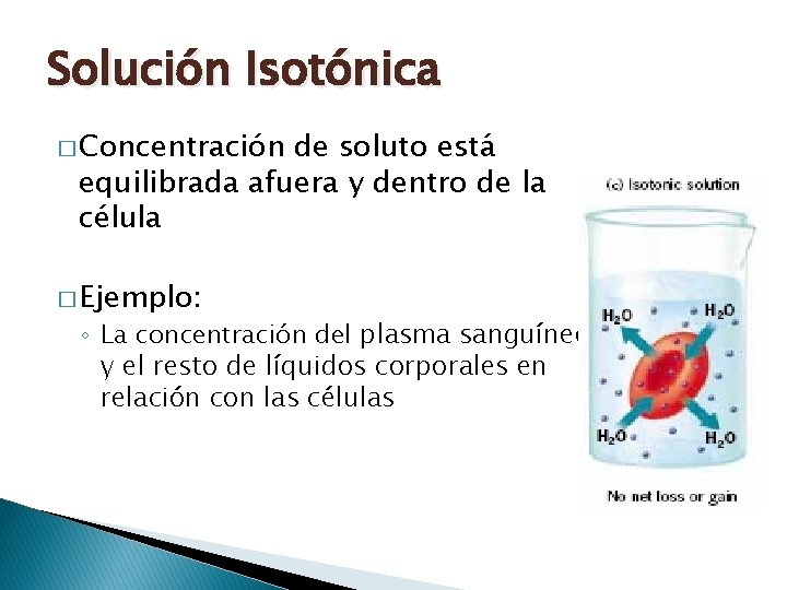 Solución Isotónica � Concentración de soluto está equilibrada afuera y dentro de la célula Solución Isotónica � Concentración de soluto está equilibrada afuera y dentro de la célula
