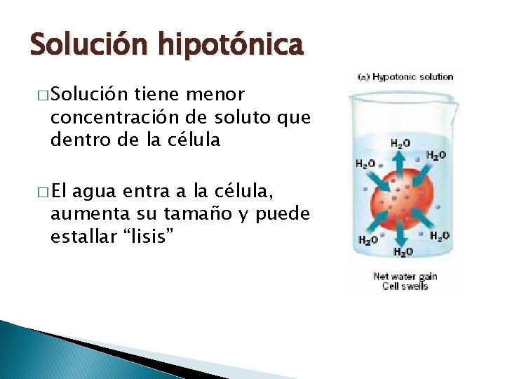 Solución hipotónica � Solución tiene menor concentración de soluto que dentro de la célula