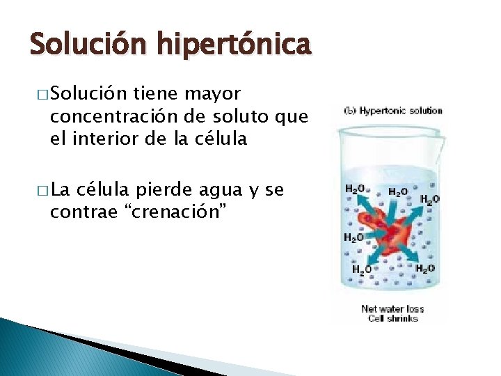 Solución hipertónica � Solución tiene mayor concentración de soluto que el interior de la