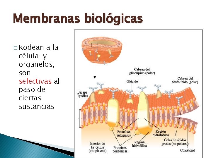 Membranas biológicas � Rodean a la célula y organelos, son selectivas al paso de